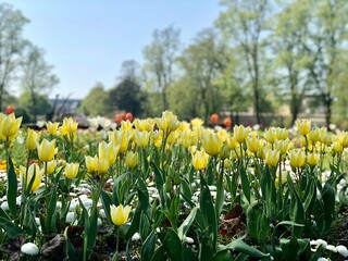 Beautiful yellow tulips garden blossoming during spring