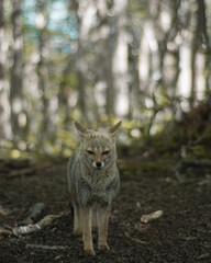 little fox in the forest
