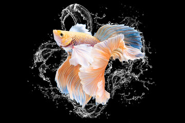 Beautiful movement of yellow betta fish with water splash, Siamese fighting fish, Betta splendens...