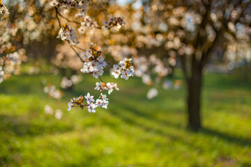 Fototapeta premium Beautiful flowering Japanese cherry. Blur bokeh flowers on a spring day. Beautiful nature springtime template, blossoms . Freshness, romantic tranquility nature landscape, spring blooming floral