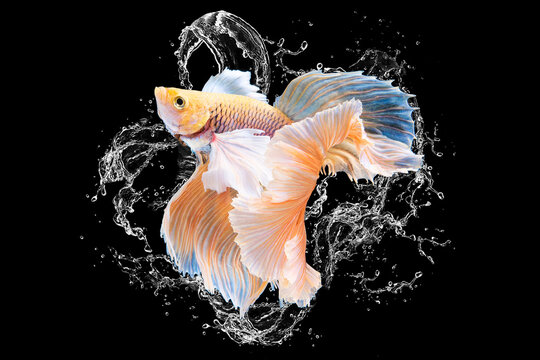 Beautiful movement of yellow betta fish with water splash, Siamese fighting fish, Betta splendens on black background, Studio shot.