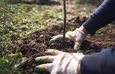 Planting a young tree in the ground, the concept of eco-activism for saving the earth's ecology. A farmer plants a tree in the ground.