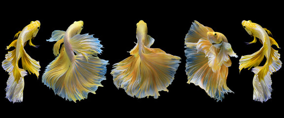 Beautiful movement of yellow five betta fish isolated on black background. Panorama collection of...