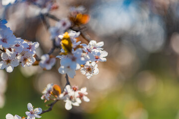 Beautiful flowering Japanese cherry. Background with flowers on a spring day. Beautiful nature springtime template, blossoms . Freshness, romantic tranquility nature landscape, spring blooming floral