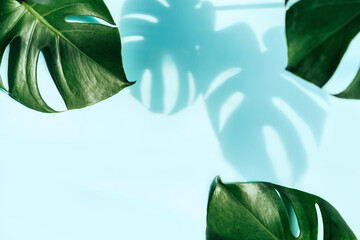 Shadow of tropical green leaves on color background with copy space, Top view