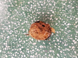 Deanolis albizonalis (mango seed borer) injured on  gandaria fruit.