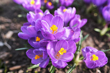 The first spring flowers in the garden after the snow melts. Beautiful and bright flowers in spring. Spring time.