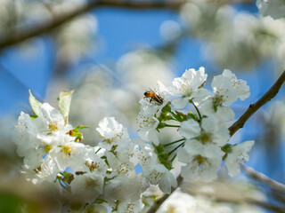 Cherry blossoms bloom in spring
