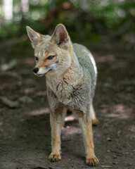 little fox in the forest
