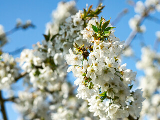 Cherry blossoms bloom in spring
