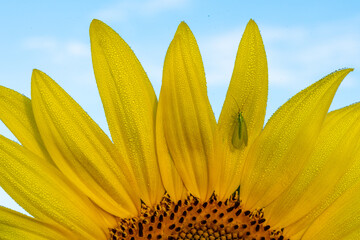 Bee on sunflowers.  macro and selective focus.  