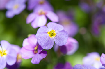close up of dainty violet pink flowers in the garden