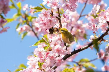河津桜とメジロ　千葉県市川市　日本