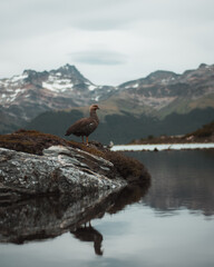 beautiful bird in a lake with mountains