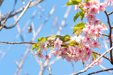 河津桜とメジロ　千葉県市川市　日本