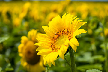Bee on sunflowers.  macro and selective focus.  