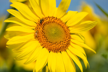 Bee on sunflowers.  macro and selective focus.  