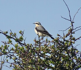 wheatear 