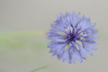 close up of a blue-mauve centaurea cyanus (cornflower or bachelor's button) seen from the top, set...