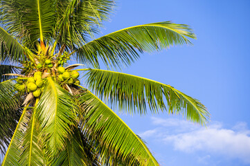 Coconut palm tree with fruit.