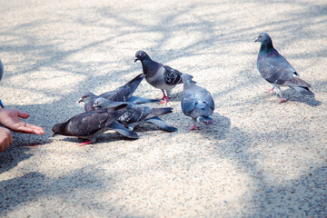 Fototapeta premium Feed the pigeons in front of Osaka Castle by putting them in hand.