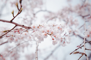 Sakura or Cherry Blossom or Japanese Cherry