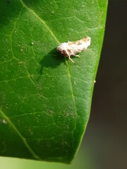 Mango leaf hopper injure ommango flower  and their fungi enemy in Viet Nam.