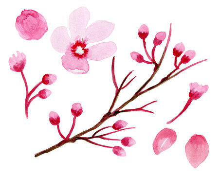 Watercolor clipart flower Sakura, Cherry Branches, Blossom, Branches .Sakura Wreaths, Watercolor floral clipart.