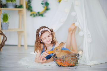 Little cute girl feeds carrots fluffy pet rabbit, care and livin