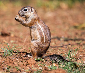 Naklejka na ściany i meble Ground Squirrel standing up, foraging. Photographed in South Africa.
