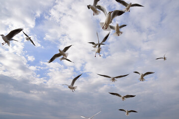 Performing miracles of aerobatics, seagulls in the blue sky, hunt for bread crumbs