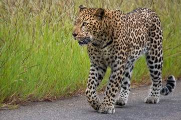 Leopard walking down the road while marking his territory