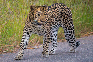 Leopard stopping and pausing alert to sounds in the nearby bush while walking in the road