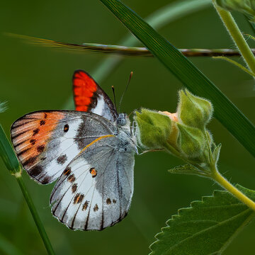 Purple tip butterfly feeding on a wild flower in the African veldt