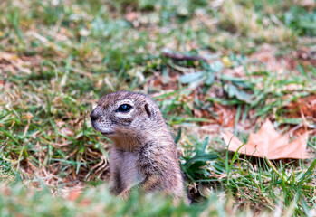Naklejka na ściany i meble A Ground Squirrel, photographed in South Africa.