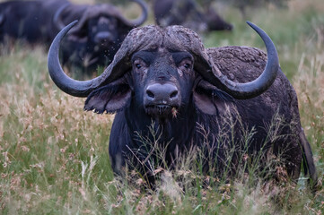 African buffalo with large, curved horns standing guard on the perimeter of the heard in the early...