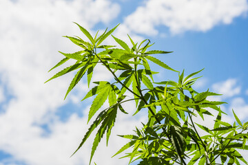 Cannabis or marijuana leaves against the blue sky and white clouds