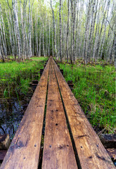 hiking trail in the moor. wooden bridge in forest.