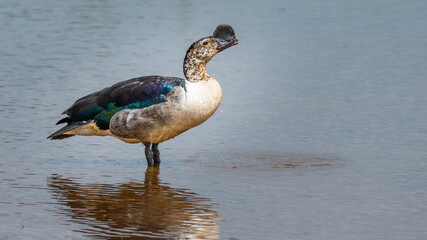 Knob-Billed duck drinking while standing in a pan of fresh water 