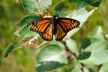 Monarch butterfly with wings open on a leaf