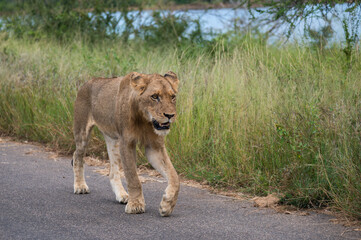 Fototapeta na wymiar Sub adult African male lion patrolling down the road