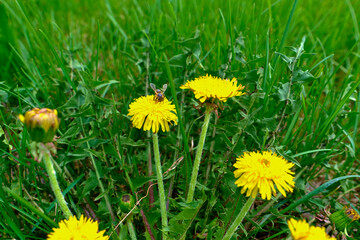 A bee collects nectar from a dandelion in the spring on a green meadow.