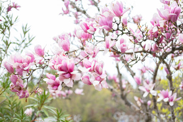 Pink magnolia flowers. magnolia blooms in spring
