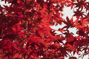 Close up of Japanese palmate maple with its distinctive red leaves