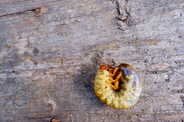 Bay beetle laurel, beetle larva lies on the board.