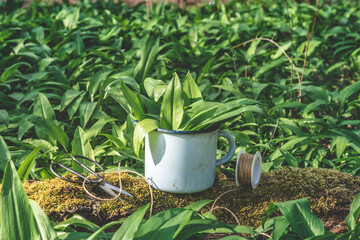 Enamel pot with freshly harvested ramsons leaves on forest floor covered with ramsons