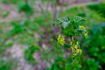 Blooming red currant in the garden.