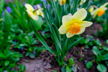 Beautiful yellow daffodil growing in the garden.