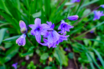 Fototapeta na wymiar Beautiful blue hyacinth growing in the garden.