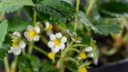 Strawberry in bloom, on black background, close-up